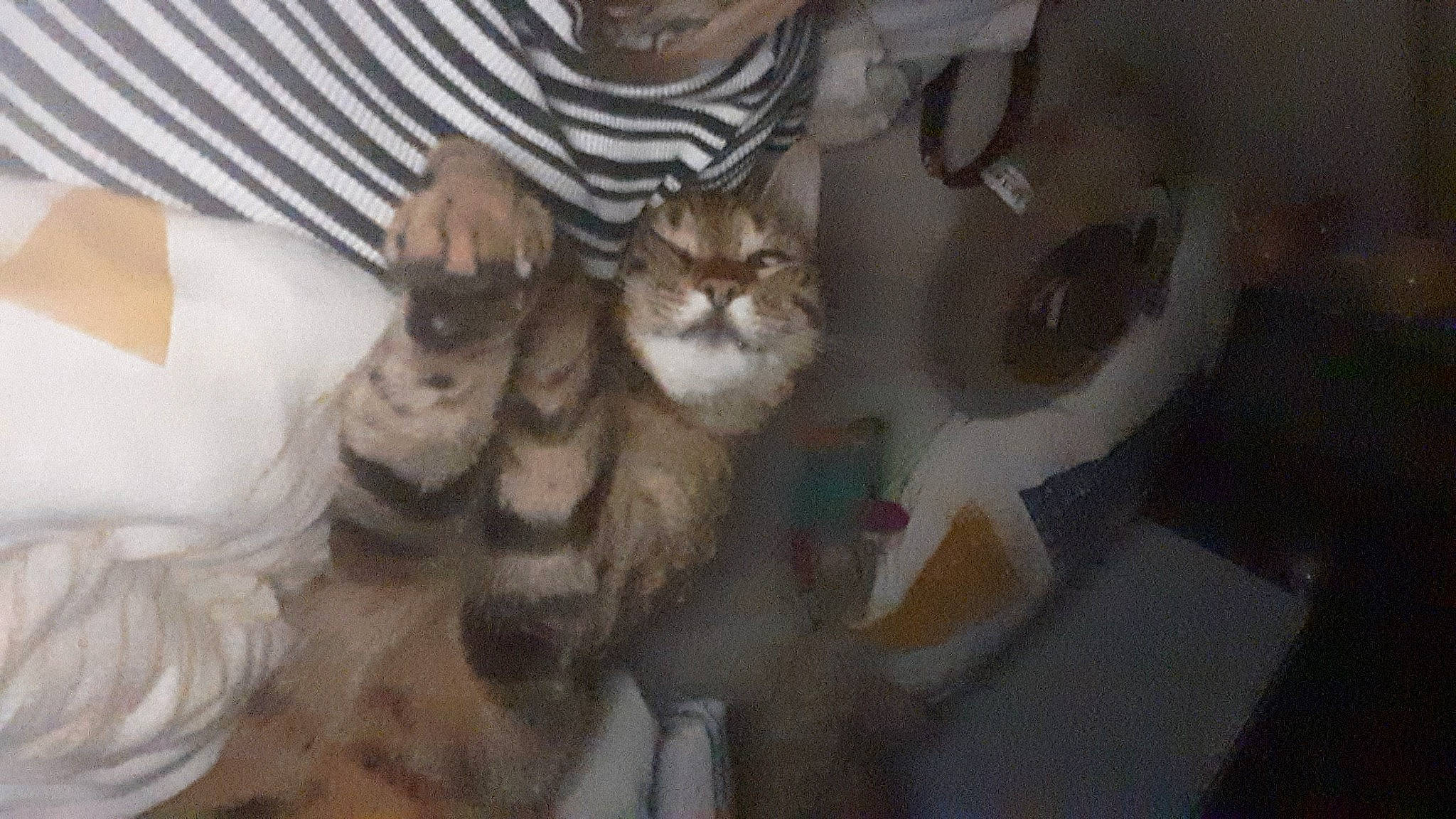 Loulou participe au concours pour gagner de l'argent avec cette photo : carnivore, cat, comfort, domestic_short_haired_cat, felidae, fur, nail, paw, small_to_medium_sized_cats, whiskers, wood