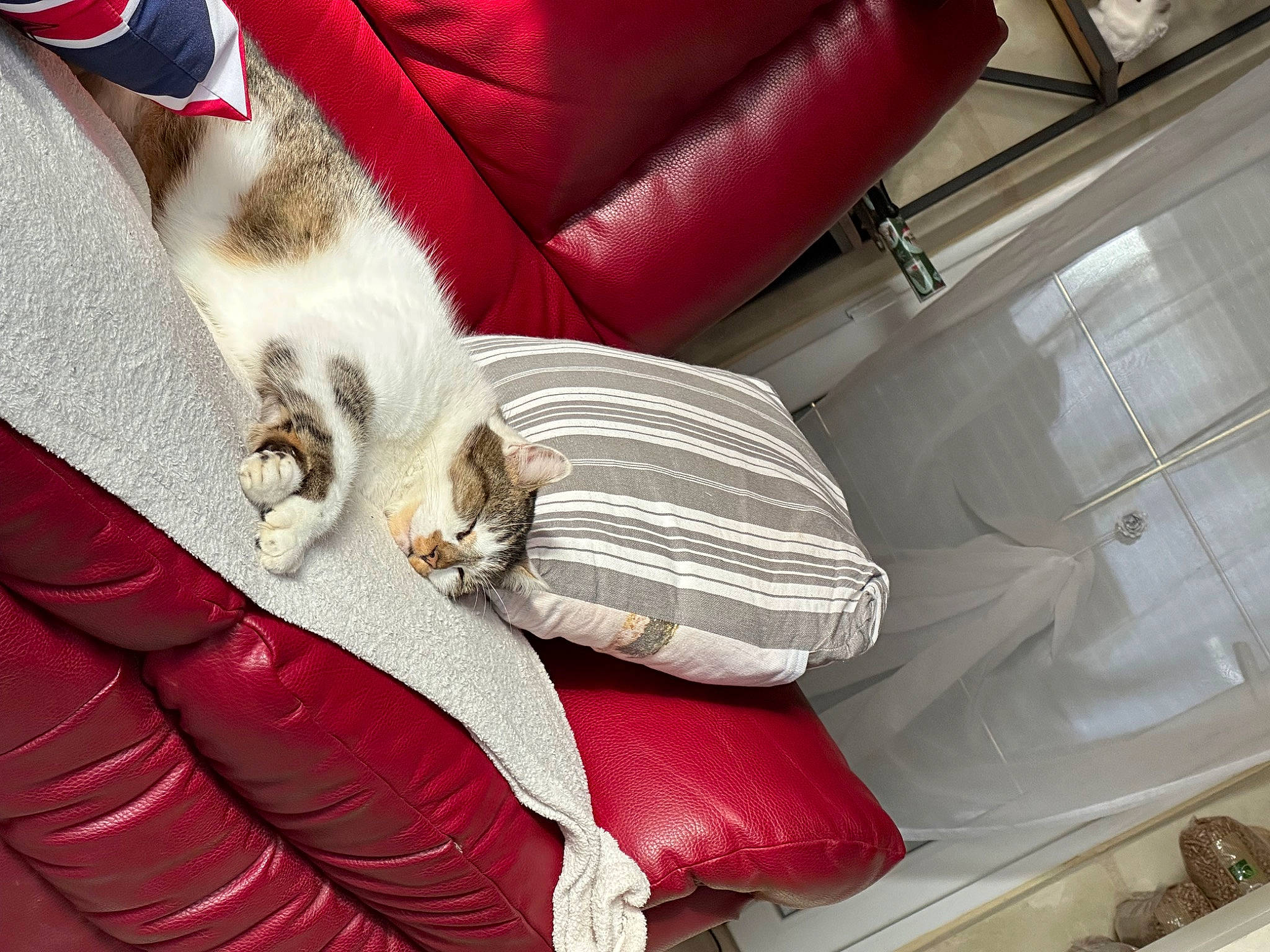 Cookie participe au concours pour gagner de l'argent avec cette photo : armrest, automotive_design, car_seat, car_seat_cover, carmine, carnivore, cat, comfort, companion_dog, couch, felidae, lap, linens, luxury_vehicle, motor_vehicle, small_to_medium_sized_cats, tail, textile, vehicle_door, whiskers