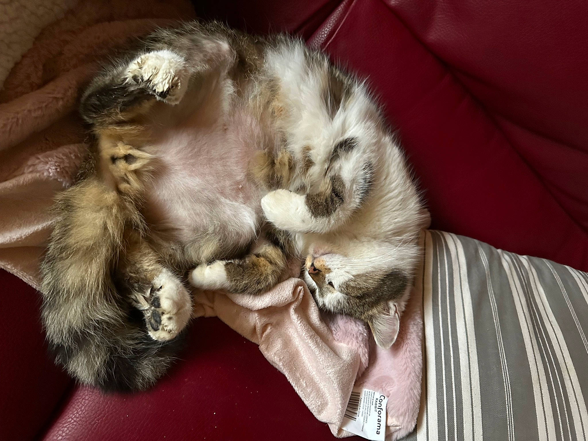 Cookie a rejoint le concours — aidez-le/la à gagner de superbes lots ! beard, canidae, carnivore, cat, claw, comfort, companion_dog, couch, dog_breed, domestic_short_haired_cat, ear, felidae, fur, linens, nap, paw, small_to_medium_sized_cats, sporting_group, tail, whiskers