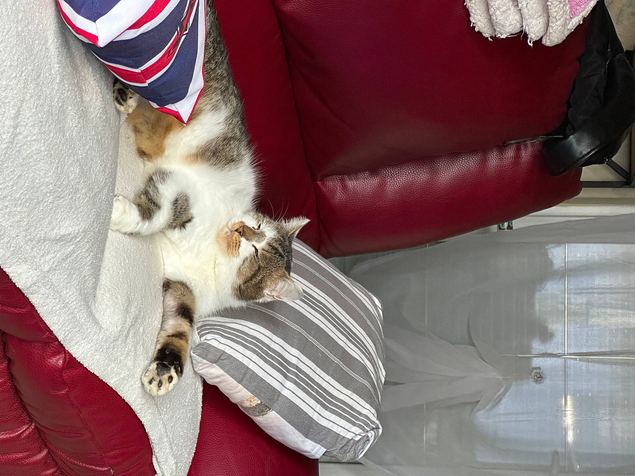 Cookie a rejoint le concours — aidez-le/la à gagner de superbes lots ! carmine, carnivore, cat, claw, comfort, companion_dog, couch, domestic_short_haired_cat, fawn, felidae, fur, human_leg, lap, linens, paw, sleeper_chair, small_to_medium_sized_cats, studio_couch, tail, whiskers