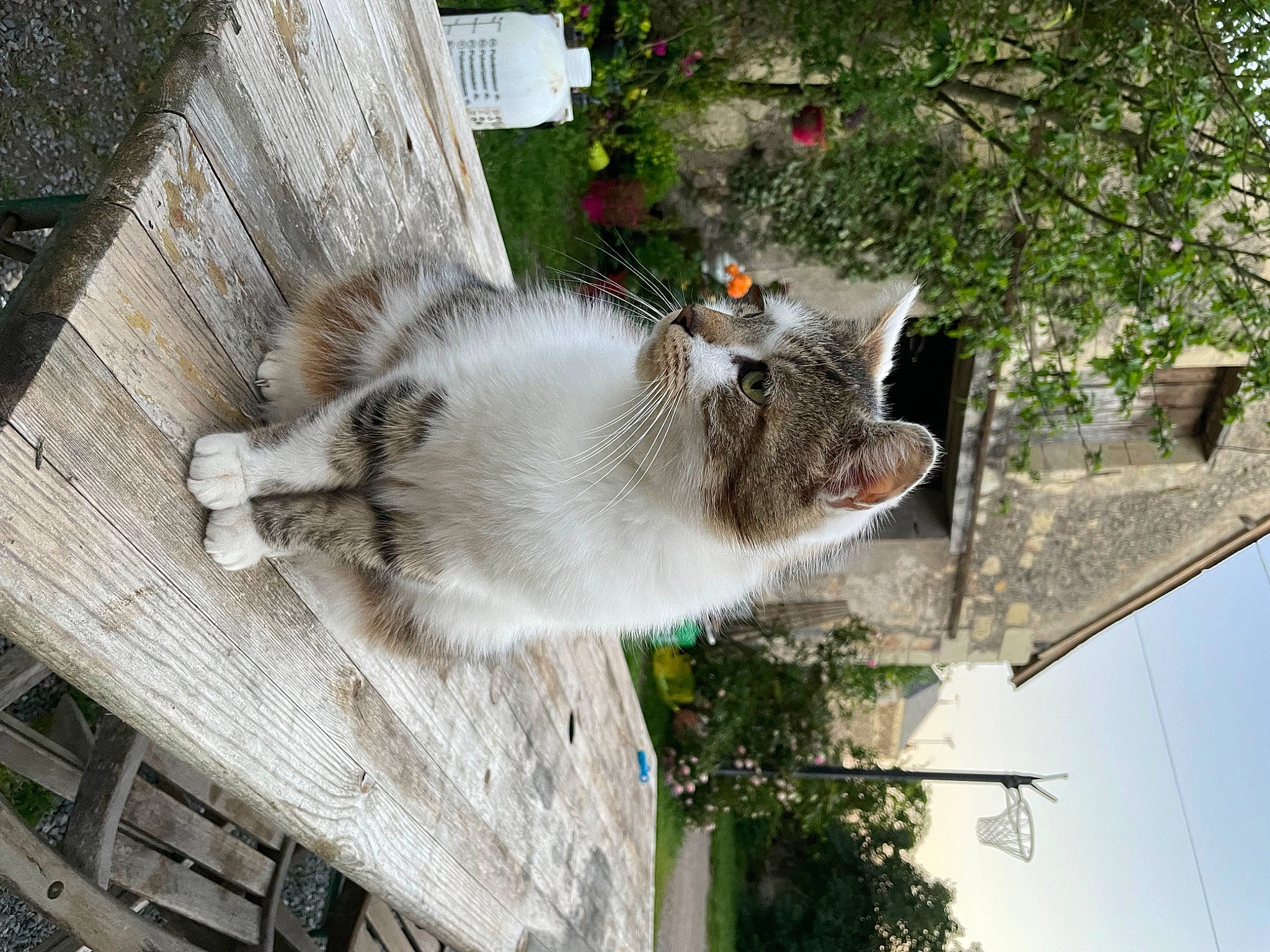 Cookie participe au concours pour gagner de l'argent avec cette photo : building, carnivore, cat, collar, domestic_short_haired_cat, facade, felidae, fur, house, mammal, plant, small_to_medium_sized_cats, snout, tail, tree, whiskers, window, wood