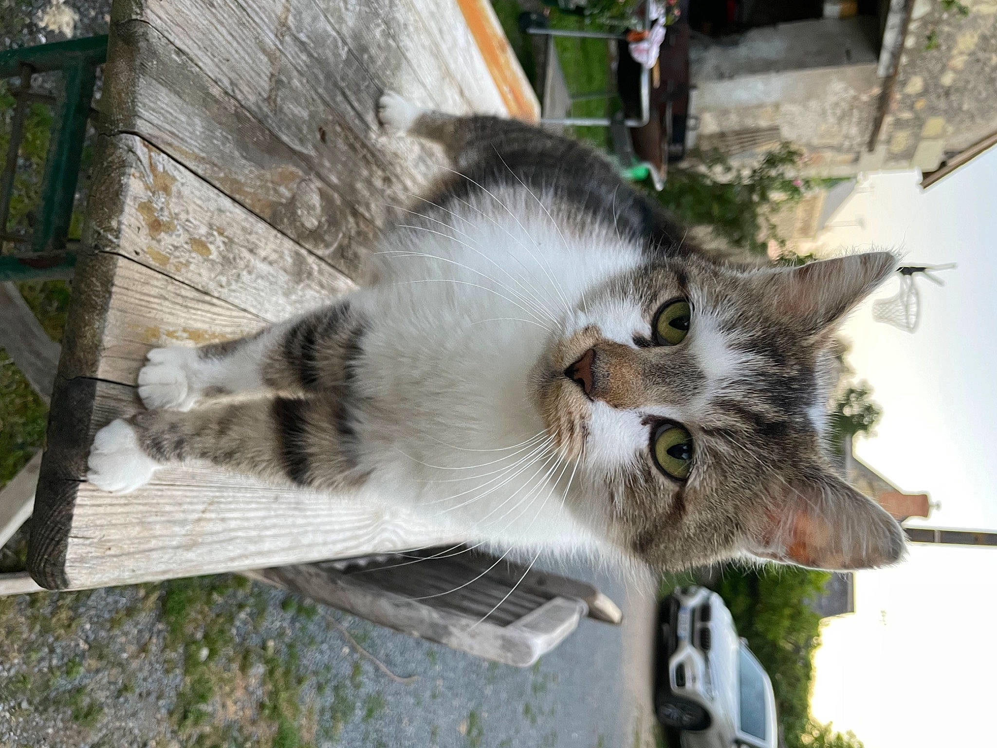 Cookie a rejoint le concours — aidez-le/la à gagner de superbes lots ! building, carnivore, cat, domestic_short_haired_cat, door, felidae, fur, plant, sky, small_to_medium_sized_cats, snout, tail, tree, vehicle, whiskers