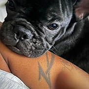 Yuri joined the competition — help win amazing prizes! dog, black_dog, close_up, face, wrinkles, fur, tattoo, arm, resting, pet, animal, indoor, expression, cute, snout, whiskers, skin, texture, companion, friendship