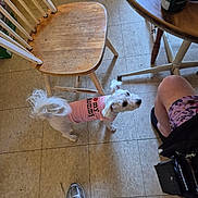 Lilly is registered to the contest to win money with this photo: dog, small_dog, white_dog, clothing, pink_shirt, tile_floor, wooden_chair, round_table, person, legs, sneakers, floor, indoor, casual, home, seated, furniture, pet, looking_up, tail