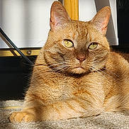 Toots joined the competition — help win amazing prizes! animal, carpet, cat, close_up, cozy, domestic_cat, ears, eyes, feline, fur, ginger_cat, indoor, lying_down, mammal, pet, portrait, relaxed, resting, sunlight, whiskers