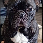 Benito joined the competition — help win amazing prizes! animal, black_coat, canine, close_up, companion, curious, cute, dog, domestic, ears_up, floor, french_bulldog, household, indoor, looking_at_camera, pet, portrait, rug, sitting, white_chest