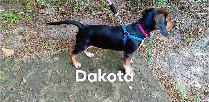 Dakota