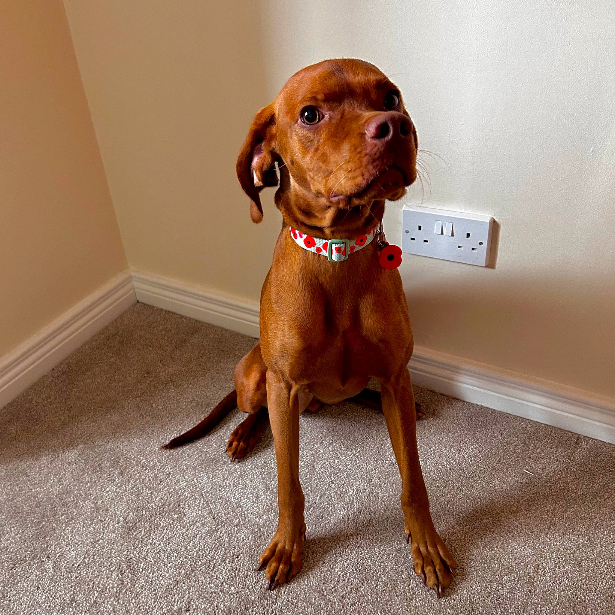 Nala joined the competition — help win amazing prizes! canidae, carnivore, companion_dog, dog, dog_breed, dog_supply, fawn, flooring, fur, hunting_dog, liver, metal, pet_supply, snout, sporting_group, terrestrial_animal, toy, whiskers, wood, working_animal