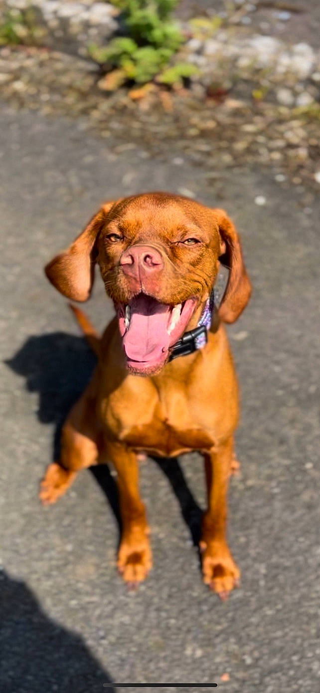 Nala joined the competition — help win amazing prizes! biting, canidae, carnivore, collar, companion_dog, dog, dog_breed, dog_collar, fawn, leash, liver, pet_supply, snout, sporting_group, tail, terrestrial_animal, whiskers, working_animal, working_dog, wrinkle