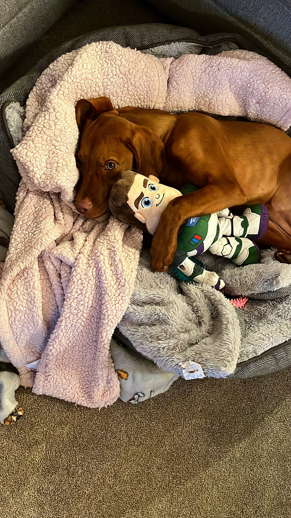 Nala is registered to the contest to win money with this photo: bag, bedding, brown, canidae, carmine, carnivore, child, comfort, companion_dog, dog, dog_breed, dog_supply, fawn, fur, linens, nap, room, sleep, stuffed_toy, toy