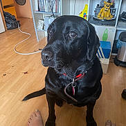Cassis a rejoint le concours — aidez-le/la à gagner de superbes lots ! dog, black_labrador, indoor, wooden_floor, pet, collar, sitting, shelf, books, toys, bare_feet, relaxed, room, floor, leash, looking_away, household, casual, domestic, companion