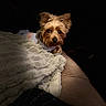 Bridgette joined the competition — help win amazing prizes! dog, small_dog, yorkshire_terrier, pet, blanket, couch, indoor, cozy, fur, ears, eyes, looking, curious, soft, warm_light, dark_background, resting, animal, companion, cute