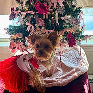 Bridgette joined the competition — help win amazing prizes! dog, christmas_tree, holiday, decorations, pink_ribbons, red_tutu, festive, pet_clothing, ornaments, soft_blanket, indoor, window, small_dog, cute, furry_pet, holiday_decor, christmas_lights, fluffy, celebration, festive_outfit