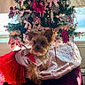 dog, christmas_tree, holiday, decorations, pink_ribbons, red_tutu, festive, pet_clothing, ornaments, soft_blanket, indoor, window, small_dog, cute, furry_pet, holiday_decor, christmas_lights, fluffy, celebration, festive_outfit