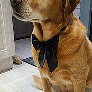 Mourango a rejoint le concours — aidez-le/la à gagner de superbes lots ! animal, bow_tie, calm, canine, collar, dog, domestic_animal, ears, floor, fur, golden_retriever, house, indoor, light, mammal, paw, pet, portrait, sitting, snout