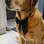 animal, bow_tie, calm, canine, collar, dog, domestic_animal, ears, floor, fur, golden_retriever, house, indoor, light, mammal, paw, pet, portrait, sitting, snout