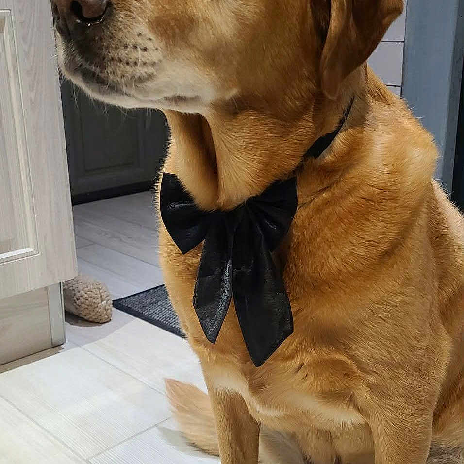 Mourango a rejoint le concours — aidez-le/la à gagner de superbes lots ! animal, bow_tie, calm, canine, collar, dog, domestic_animal, ears, floor, fur, golden_retriever, house, indoor, light, mammal, paw, pet, portrait, sitting, snout