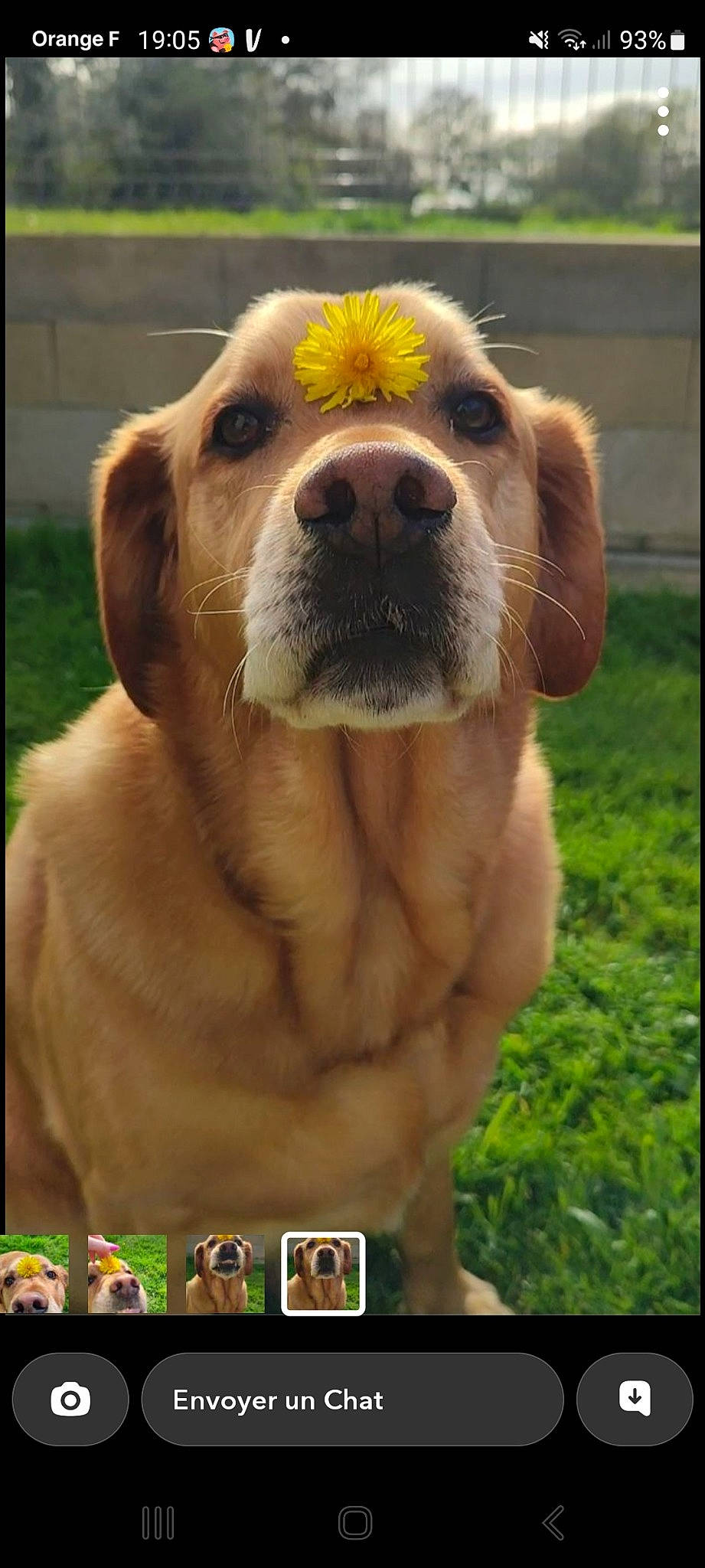 Mourango participe au concours pour gagner de l'argent avec cette photo : ancient_dog_breeds, carnivore, companion_dog, dog, dog_breed, fawn, fur, grass, gun_dog, liver, organism, photo_caption, plant, rectangle, retriever, sporting_group, terrestrial_animal, whiskers, working_animal, working_dog