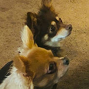 Mini And Freya joined the competition — help win amazing prizes! dog, two_dogs, small_dog, chihuahua, pet, animal, fur, carpet, indoor, brown, white, ears, face, closeup, looking, cute, companion, friendship, domestic, canine