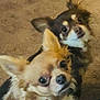 Mini And Freya is registered to the contest to win money with this photo: dog, chihuahua, pet, animal, cute, indoor, carpet, brown, black, tan, fur, ears, small_dog, closeup, portrait, two_dogs, eyes, face, looking_up, companion