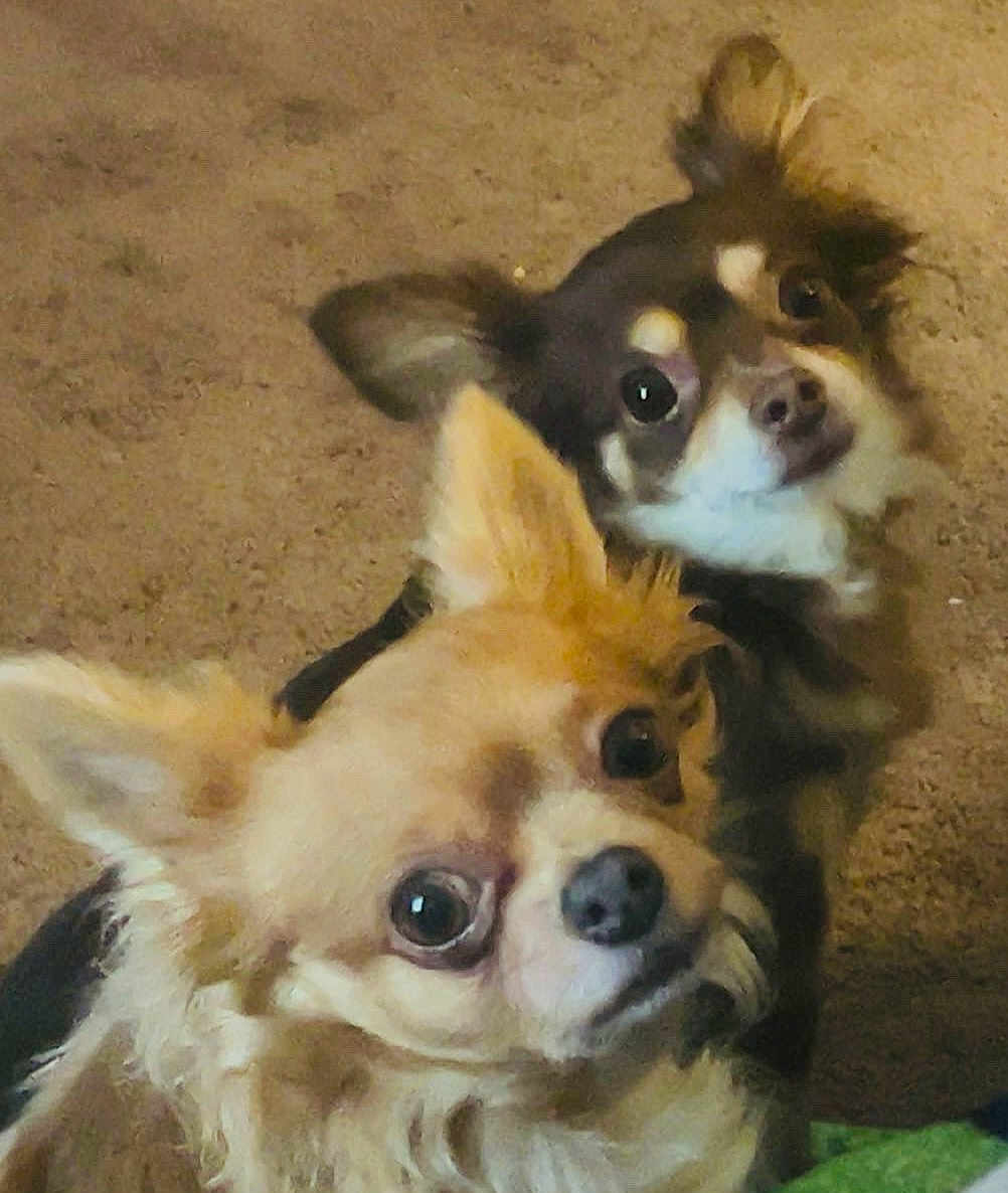 Mini And Freya is registered to the contest to win money with this photo: dog, chihuahua, pet, animal, cute, indoor, carpet, brown, black, tan, fur, ears, small_dog, closeup, portrait, two_dogs, eyes, face, looking_up, companion