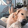 dogs, golden_retriever, puppy, pet, animal, fluffy, fur, couch, indoors, home, cozy, relaxed, sleeping, affectionate, portrait, closeup, living_room, houseplants, stone_wall, decor