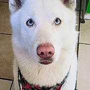 Chimmy joined the competition — help win amazing prizes! dog, white_dog, blue_eyes, bandana, pet, animal, portrait, close_up, indoor, tile_floor, ears, nose, fur, cute, looking_up, canine, domestic_animal, sitting, accessory, face