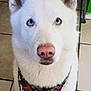 dog, white_dog, blue_eyes, bandana, pet, animal, portrait, close_up, indoor, tile_floor, ears, nose, fur, cute, looking_up, canine, domestic_animal, sitting, accessory, face