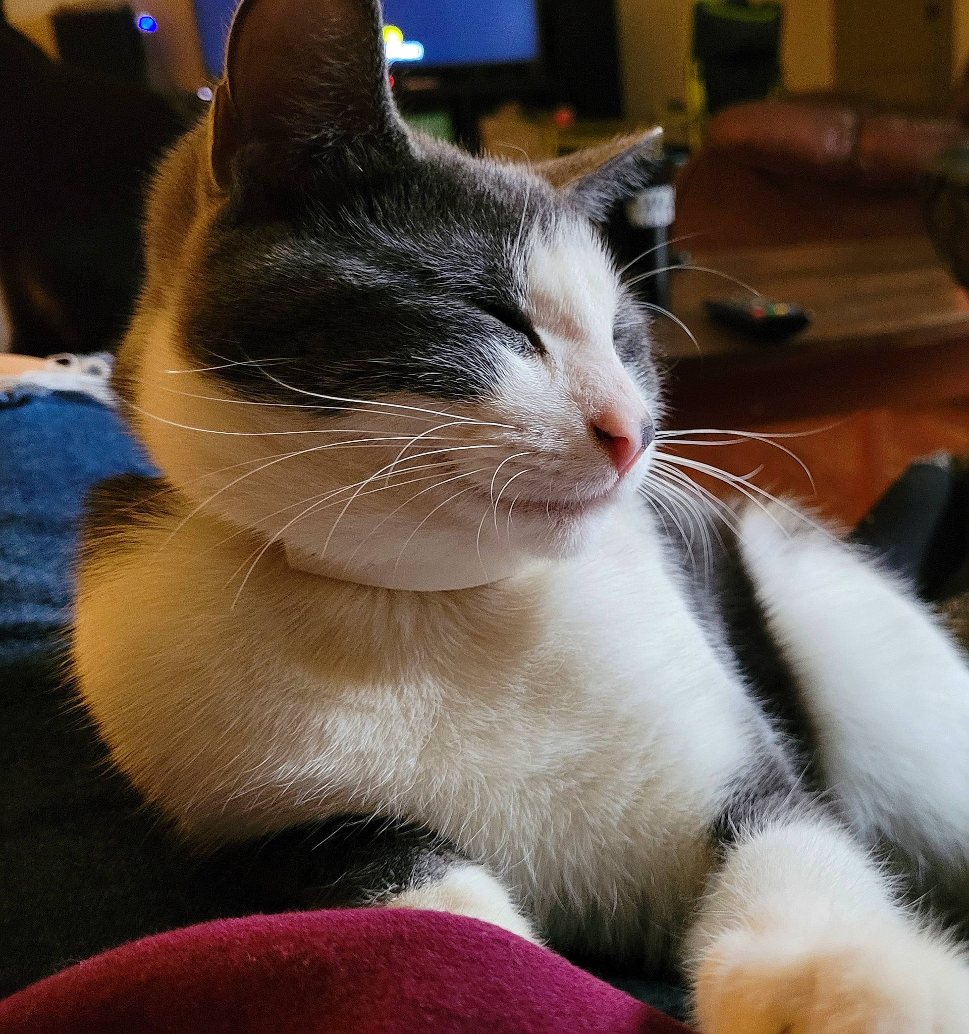 Coconut is registered to the contest to win money with this photo: carnivore, cat, cat_supply, claw, comfort, domestic_short_haired_cat, eye, felidae, foot, fur, paw, pet_supply, small_to_medium_sized_cats, snout, tail, whiskers