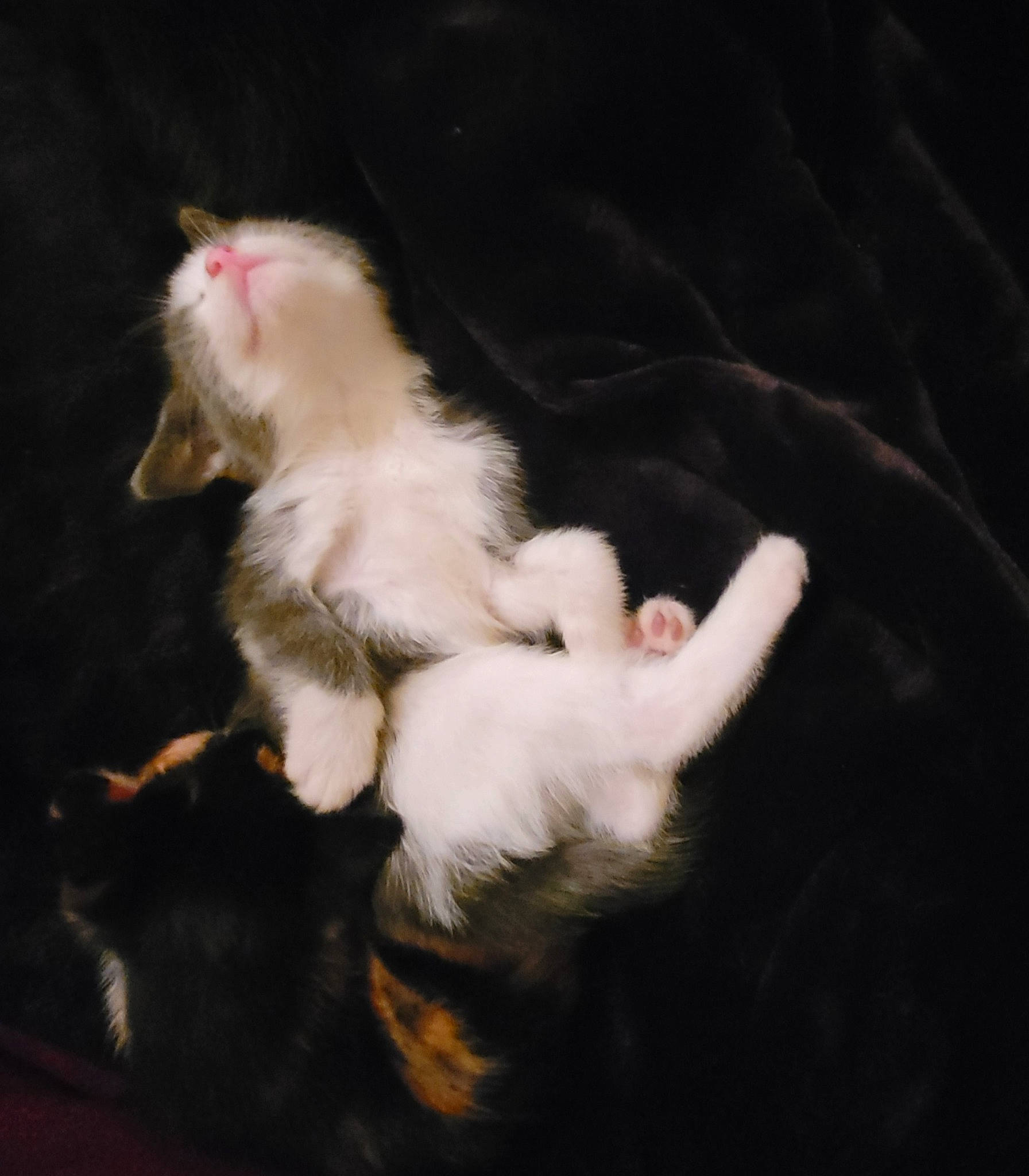 Coconut joined the competition — help win amazing prizes! cat, claw, darkness, event, felidae, foot, fur, gesture, paw, small_to_medium_sized_cats, tail, whiskers