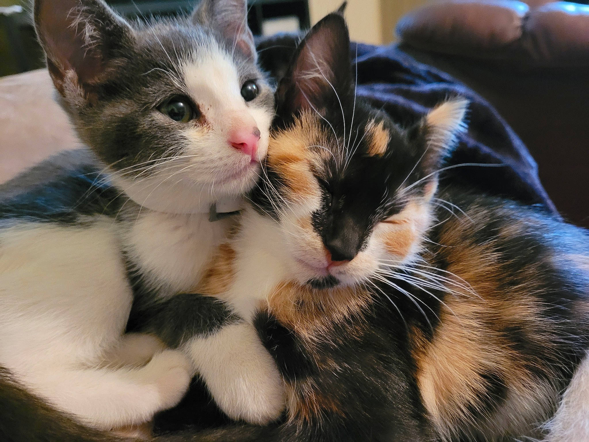 Suki joined the competition — help win amazing prizes! carnivore, cat, claw, comfort, domestic_short_haired_cat, ear, eye, fawn, felidae, foot, fur, grass, iris, lap, nap, paw, small_to_medium_sized_cats, snout, tree, whiskers