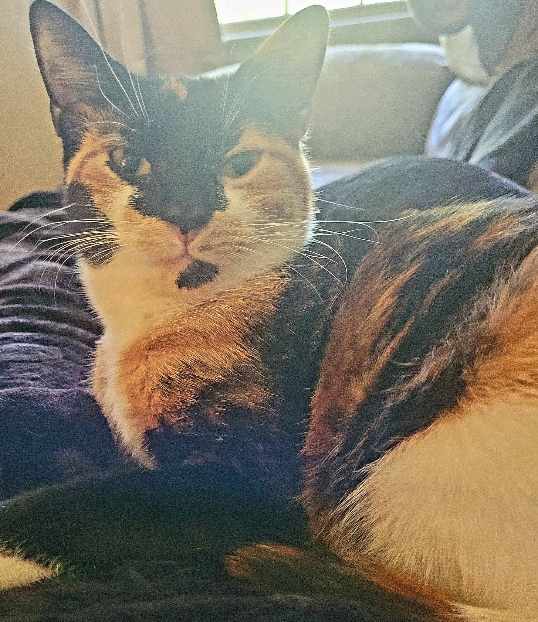 Suki joined the competition — help win amazing prizes! art, carnivore, cat, claw, cloud, comfort, domestic_short_haired_cat, felidae, fur, metal, meteorological_phenomenon, nap, paw, sky, small_to_medium_sized_cats, snout, square, tail, whiskers, window