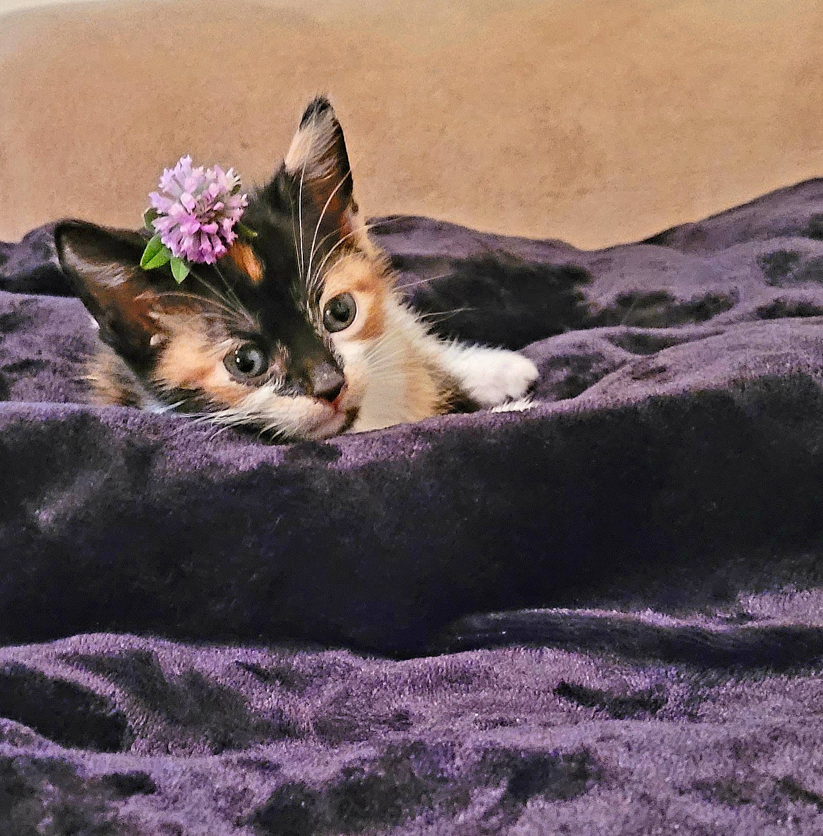 Suki joined the competition — help win amazing prizes! art, carnivore, cat, comfort, domestic_short_haired_cat, fashion_accessory, fawn, felidae, flower, fur, hat, linens, paw, petal, plant, purple, small_to_medium_sized_cats, tail, violet, whiskers