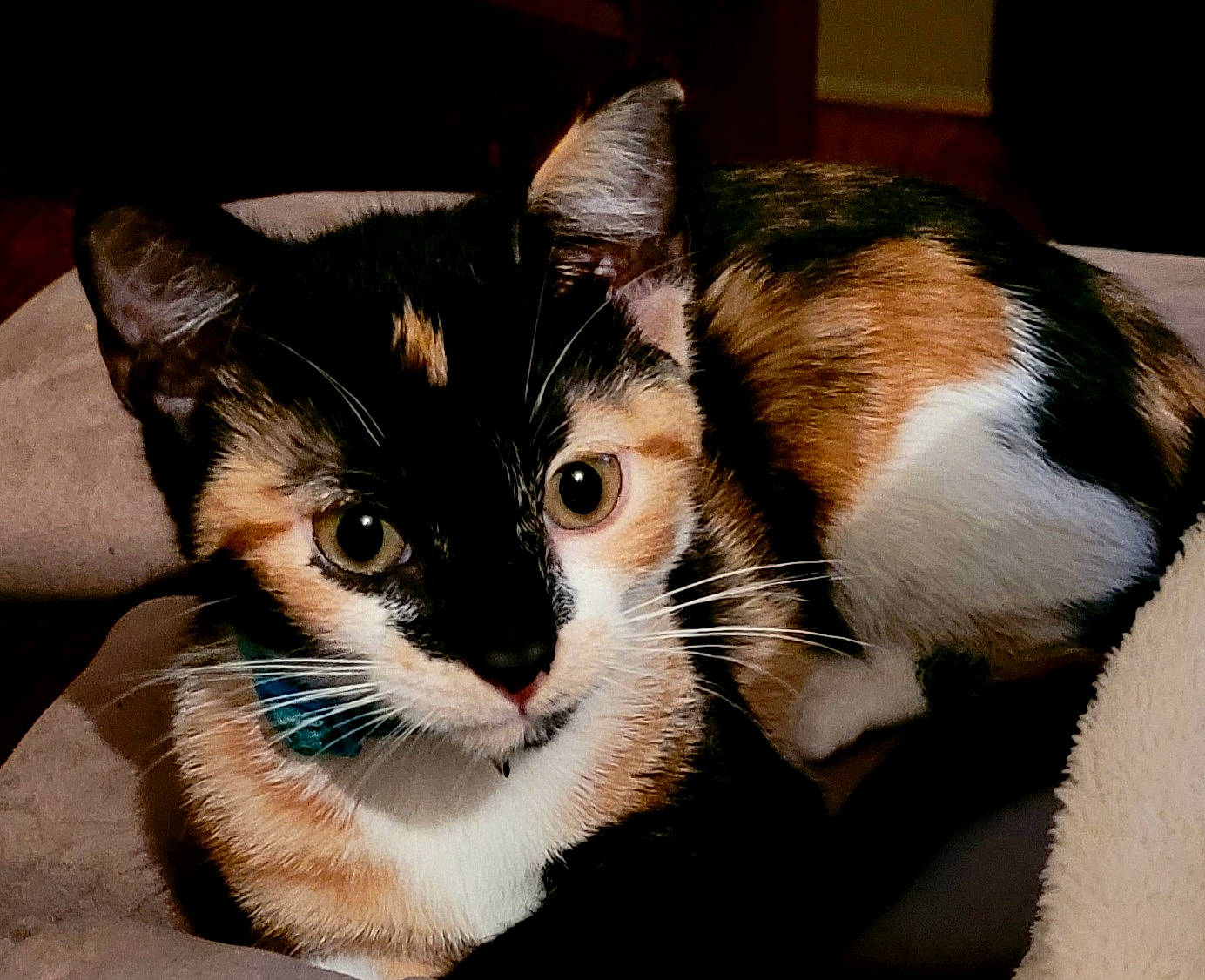 Suki joined the competition — help win amazing prizes! box, carnivore, cat, claw, comfort, curious, domestic_short_haired_cat, felidae, fur, paw, small_to_medium_sized_cats, snout, tail, whiskers