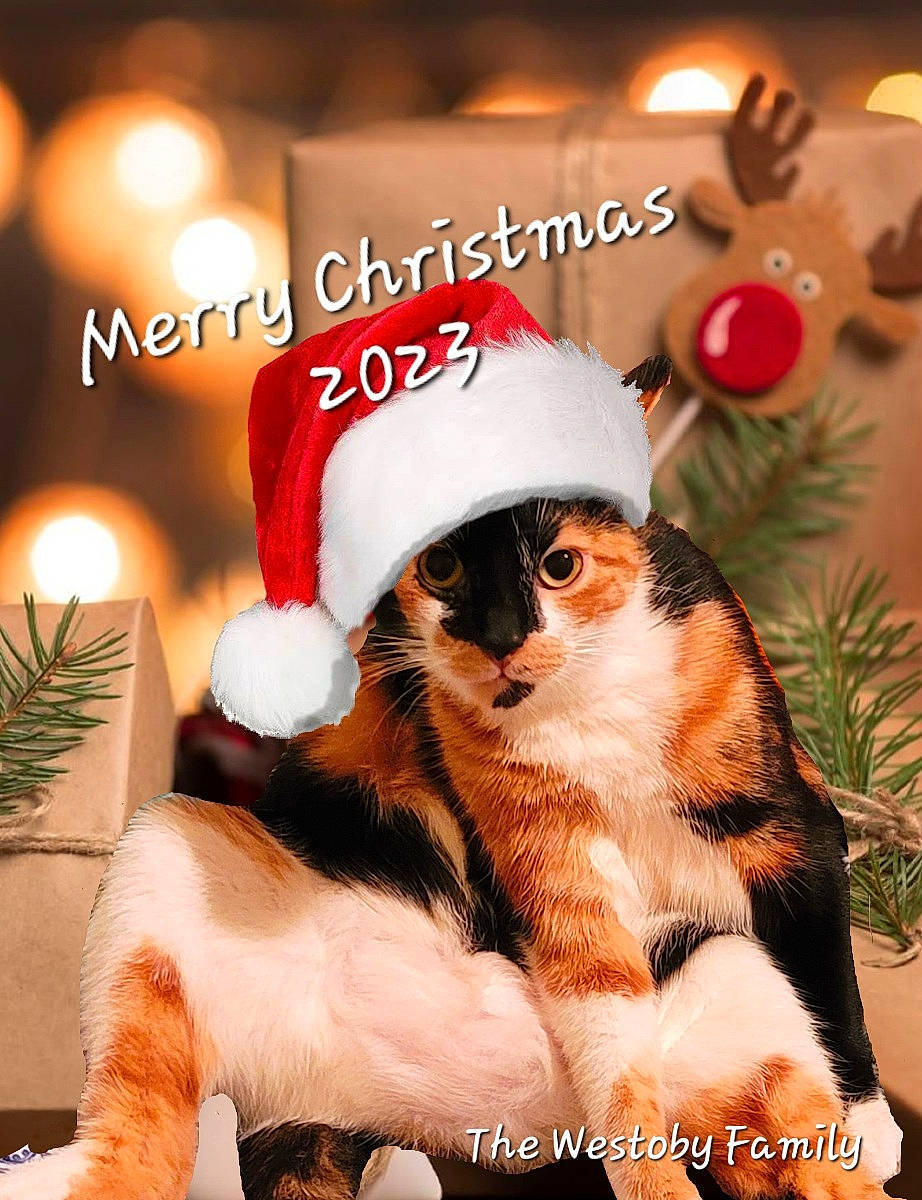 Suki joined the competition — help win amazing prizes! carnivore, cat, christmas, christmas_decoration, christmas_eve, christmas_ornament, conifer, event, fawn, felidae, fur, greeting, happy, hat, holiday, holiday_ornament, ornament, plant, santa_claus, whiskers