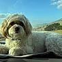 dog, white_dog, curly_fur, pet, animal, car_interior, blanket, dashboard, coast, ocean, sky, clouds, nature, landscape, road_trip, relaxing, outdoor, sunlight, scenic, travel