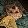 Ganymede joined the competition — help win amazing prizes! dog, pet, upside_down, bed, blanket, yellow_blanket, teal_blanket, fur, nose, eyes, cozy, indoor, resting, cute, curious, animal, small_dog, whiskers, sleepy, home