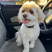 Ganymede is registered to the contest to win money with this photo: dog, pet, car_interior, seat, sunlight, tongue_out, happy, fluffy, collar, window, steering_wheel, chevrolet_logo, daylight, cute, animal, fur, sitting, vehicle, inside, portrait