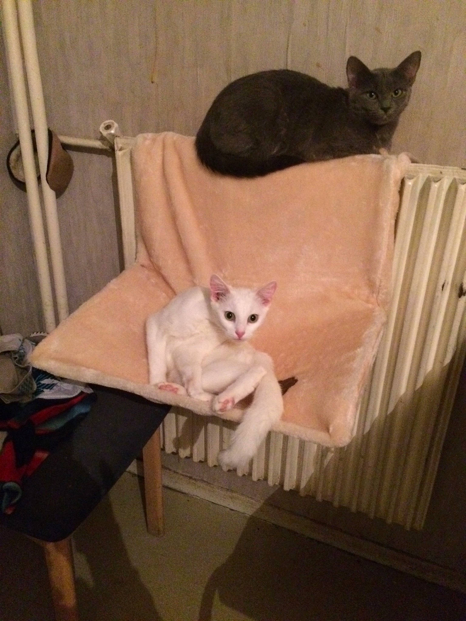 Chichi a rejoint le concours — aidez-le/la à gagner de superbes lots ! asian, burmilla, carnivore, cat, colorpoint_shorthair, cornish_rex, devon_rex, domestic_short_haired_cat, fawn, felidae, german_rex, khao_manee, kitten, mammal, small_to_medium_sized_cats, tail, tonkinese, turkish_angora, turkish_van, whiskers