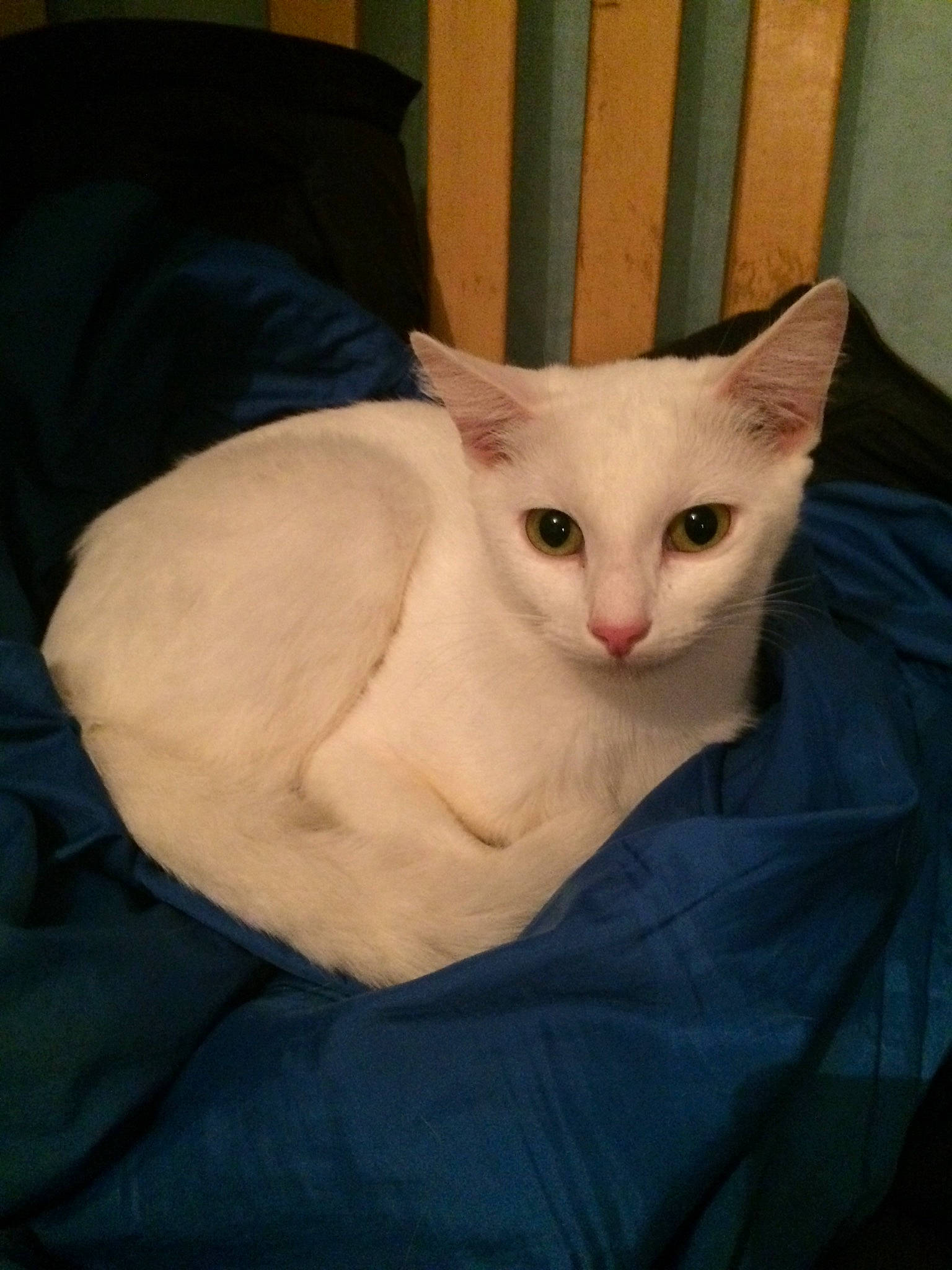 Chichi participe au concours pour gagner de l'argent avec cette photo : asian, burmilla, carnivore, cat, colorpoint_shorthair, cornish_rex, ear, eye, felidae, german_rex, javanese, khao_manee, kitten, mammal, small_to_medium_sized_cats, turkish_angora, turkish_van, vertebrate, whiskers