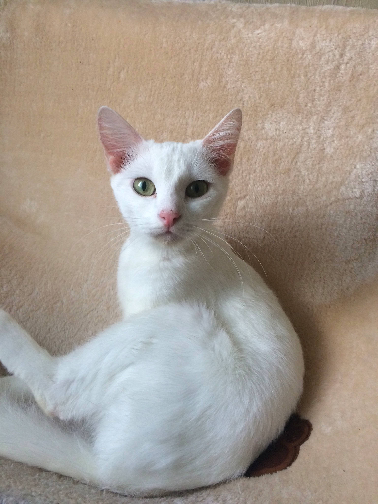 Chichi a rejoint le concours — aidez-le/la à gagner de superbes lots ! arabian_mau, asian, burmese, burmilla, carnivore, cat, colorpoint_shorthair, domestic_short_haired_cat, fawn, felidae, german_rex, javanese, khao_manee, kitten, mammal, small_to_medium_sized_cats, turkish_angora, turkish_van, vertebrate, whiskers