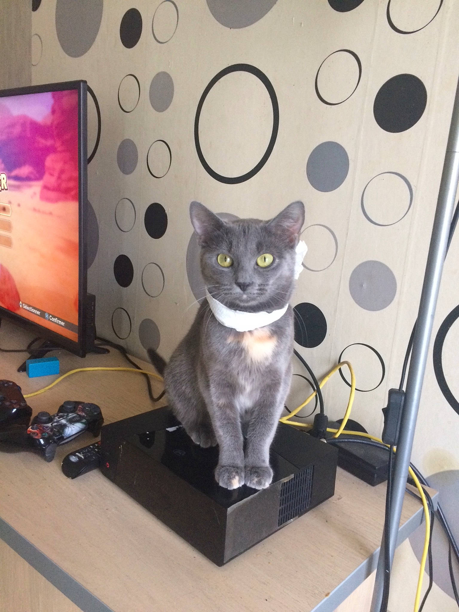 Glenda participe au concours pour gagner de l'argent avec cette photo : asian, carnivore, cat, chartreux, domestic_short_haired_cat, european_shorthair, felidae, korat, russian_blue, small_to_medium_sized_cats, whiskers