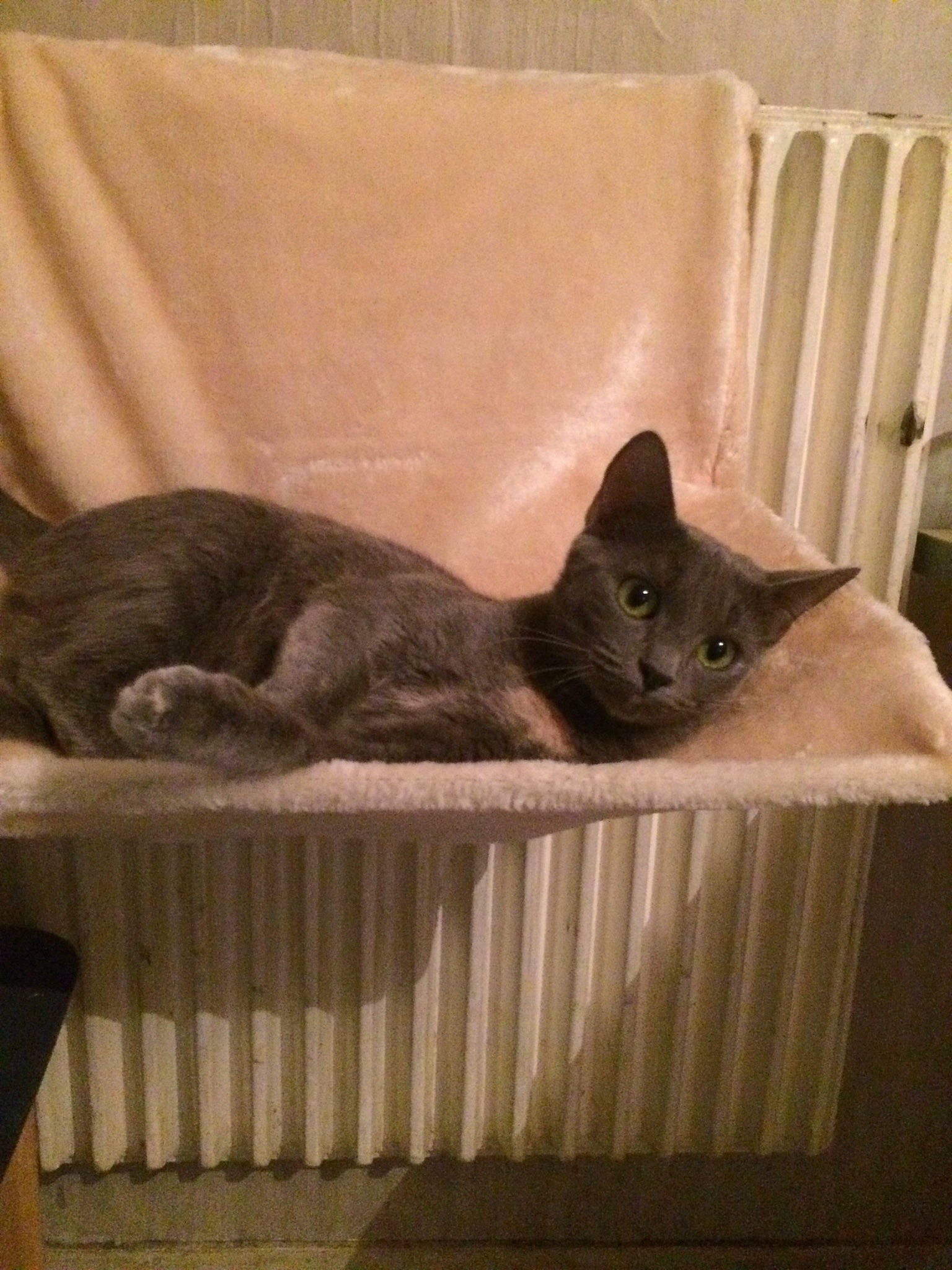 Glenda a rejoint le concours — aidez-le/la à gagner de superbes lots ! asian, black_cat, british_shorthair, burmese, carnivore, cat, cat_bed, chartreux, domestic_short_haired_cat, felidae, interior_design, kitten, korat, mammal, nebelung, room, russian_blue, small_to_medium_sized_cats, tail, whiskers