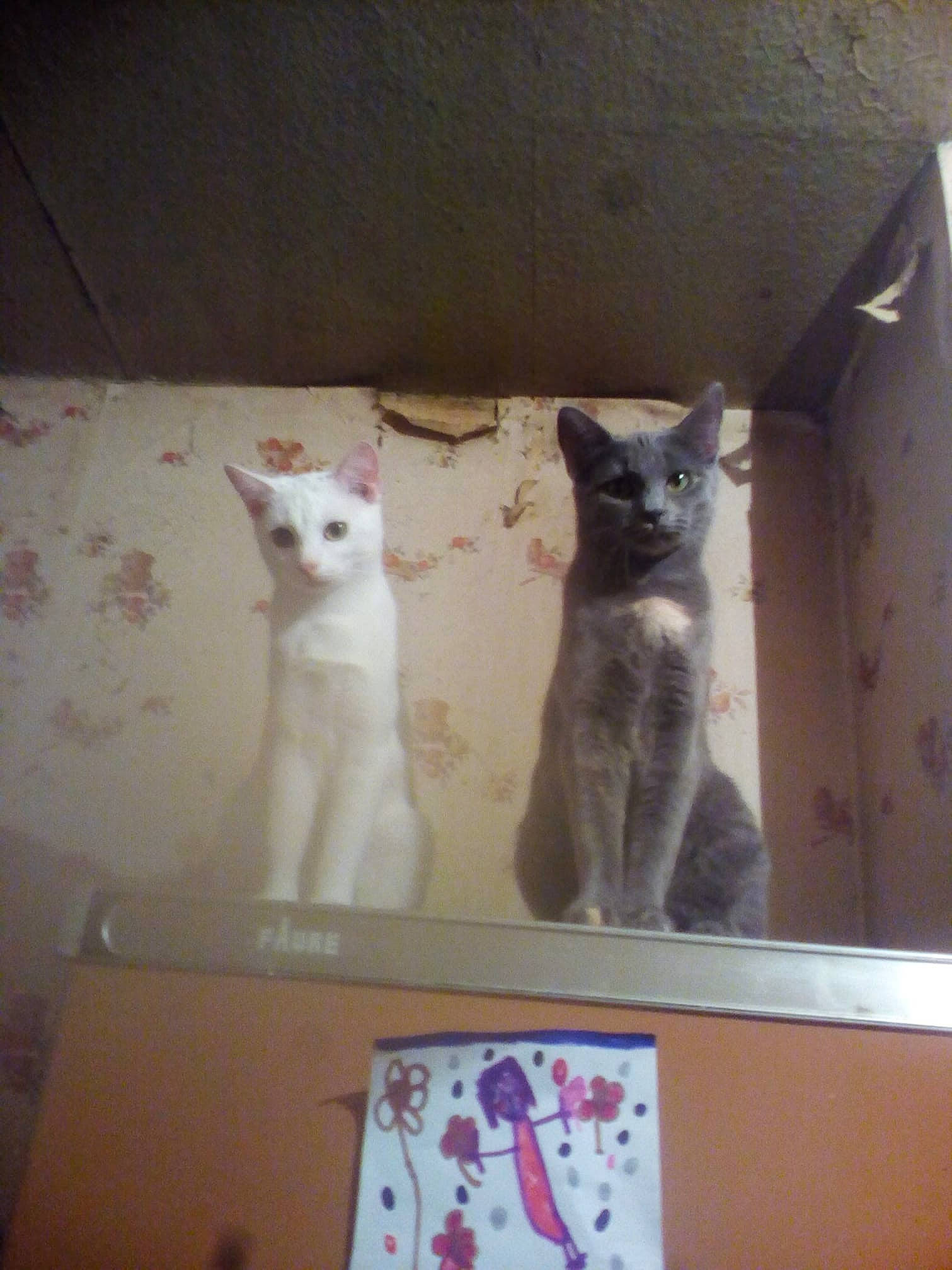 Glenda participe au concours pour gagner de l'argent avec cette photo : carnivore, cat, domestic_short_haired_cat, fawn, felidae, kitten, small_to_medium_sized_cats, tail, whiskers