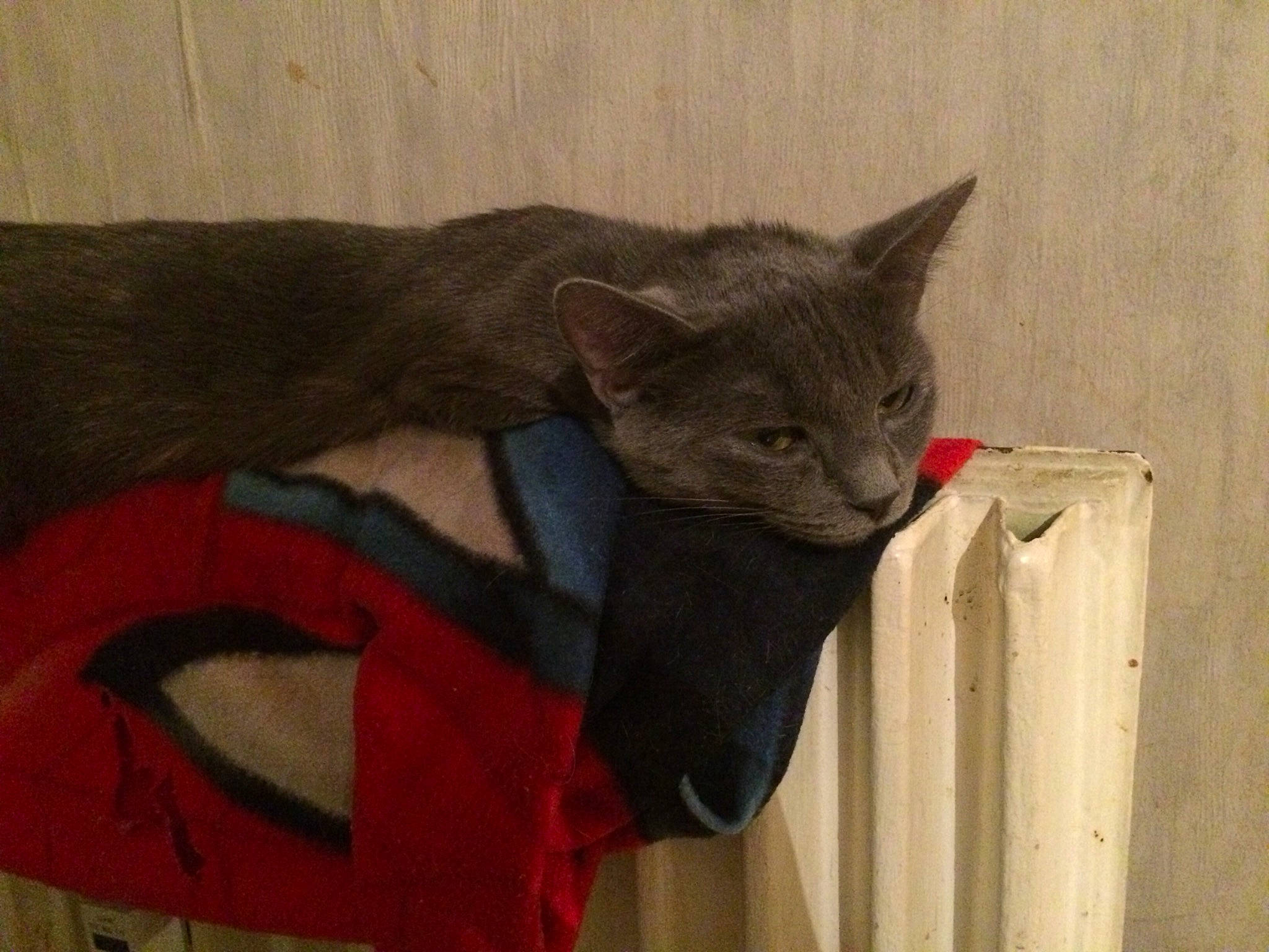 Glenda participe au concours pour gagner de l'argent avec cette photo : asian, black_cat, burmese, carnivore, cat, chartreux, domestic_short_haired_cat, felidae, korat, mammal, nebelung, russian_blue, small_to_medium_sized_cats, snout, whiskers