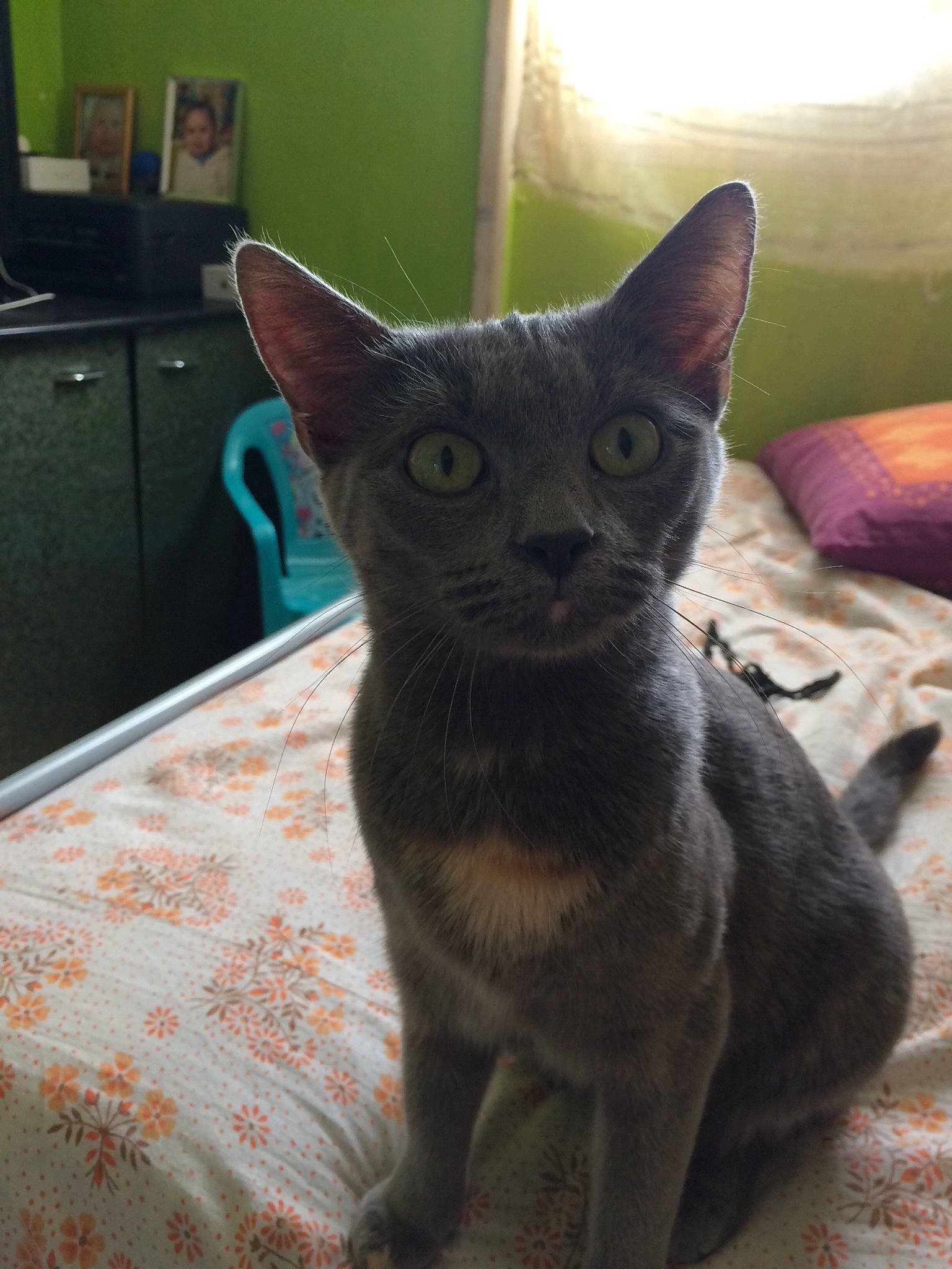 Glenda participe au concours pour gagner de l'argent avec cette photo : asian, black_cat, burmese, carnivore, cat, chartreux, domestic_short_haired_cat, felidae, german_rex, kitten, korat, mammal, oriental_shorthair, russian_blue, small_to_medium_sized_cats, snout, vertebrate, whiskers