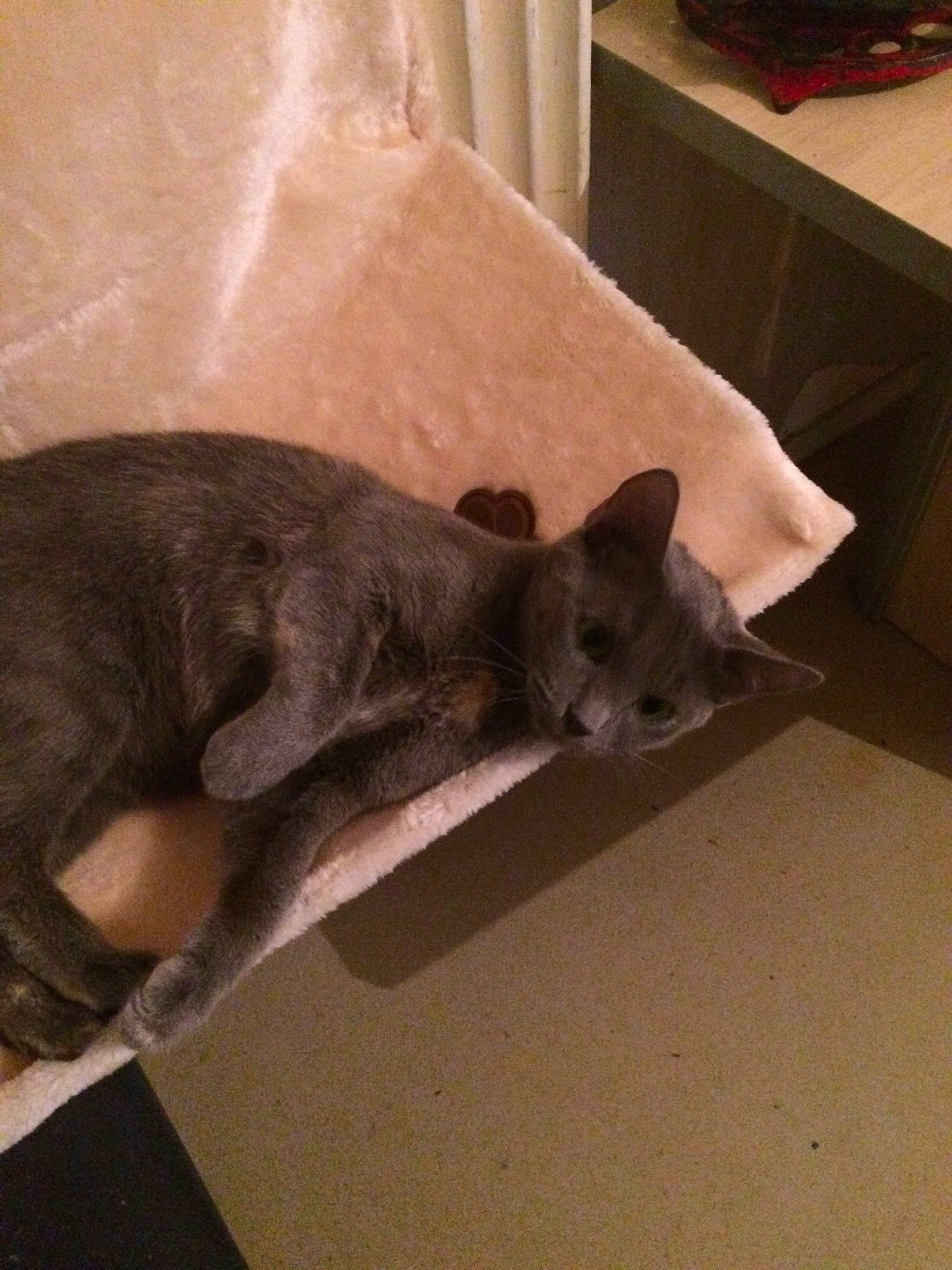 Glenda participe au concours pour gagner de l'argent avec cette photo : british_shorthair, burmese, carnivore, cat, chartreux, domestic_short_haired_cat, felidae, kitten, korat, nebelung, russian_blue, small_to_medium_sized_cats, whiskers