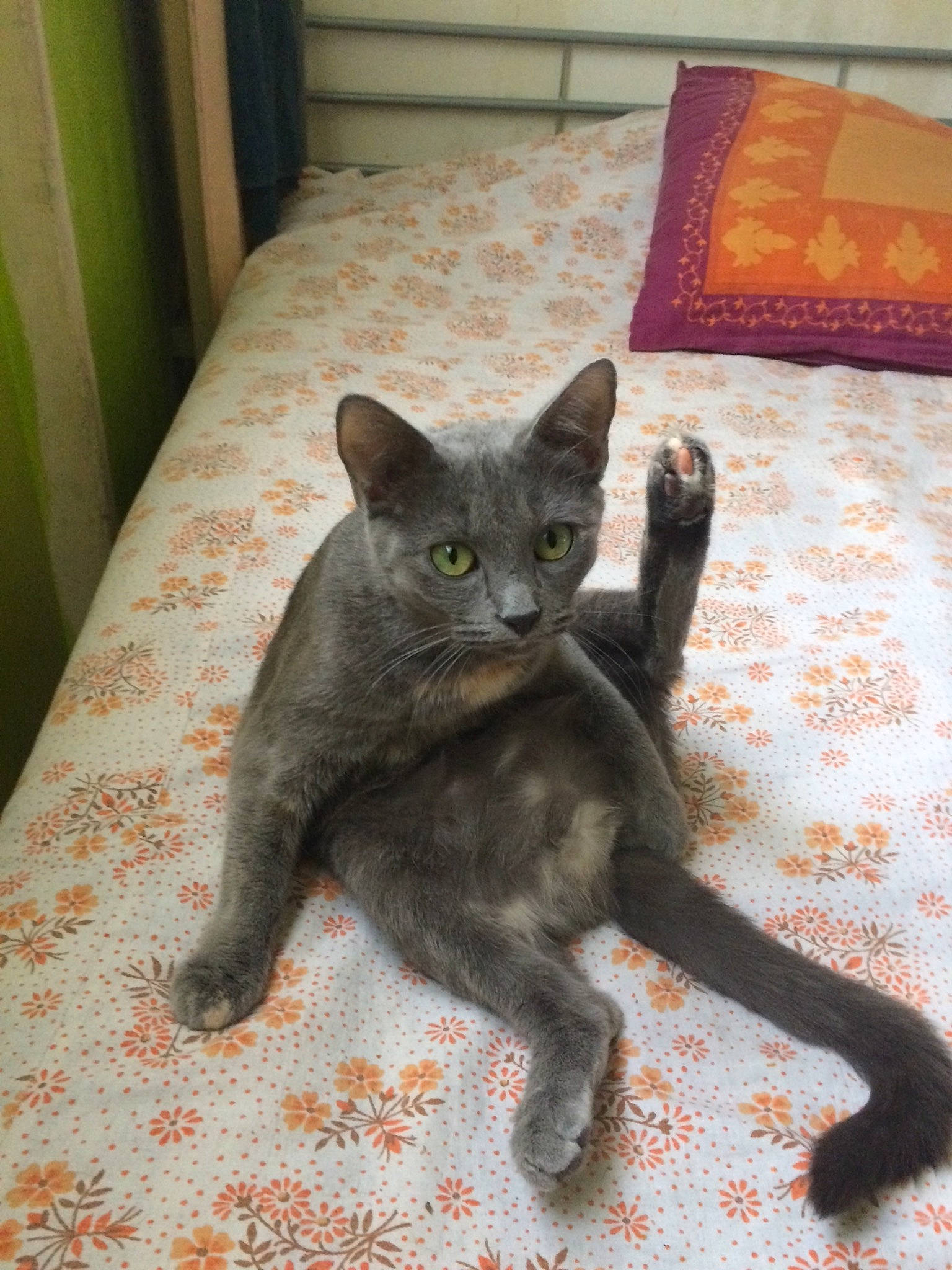 Glenda a rejoint le concours — aidez-le/la à gagner de superbes lots ! asian, black_cat, british_shorthair, carnivore, cat, chartreux, domestic_short_haired_cat, european_shorthair, felidae, kitten, korat, mammal, russian_blue, small_to_medium_sized_cats, tail, vertebrate, whiskers