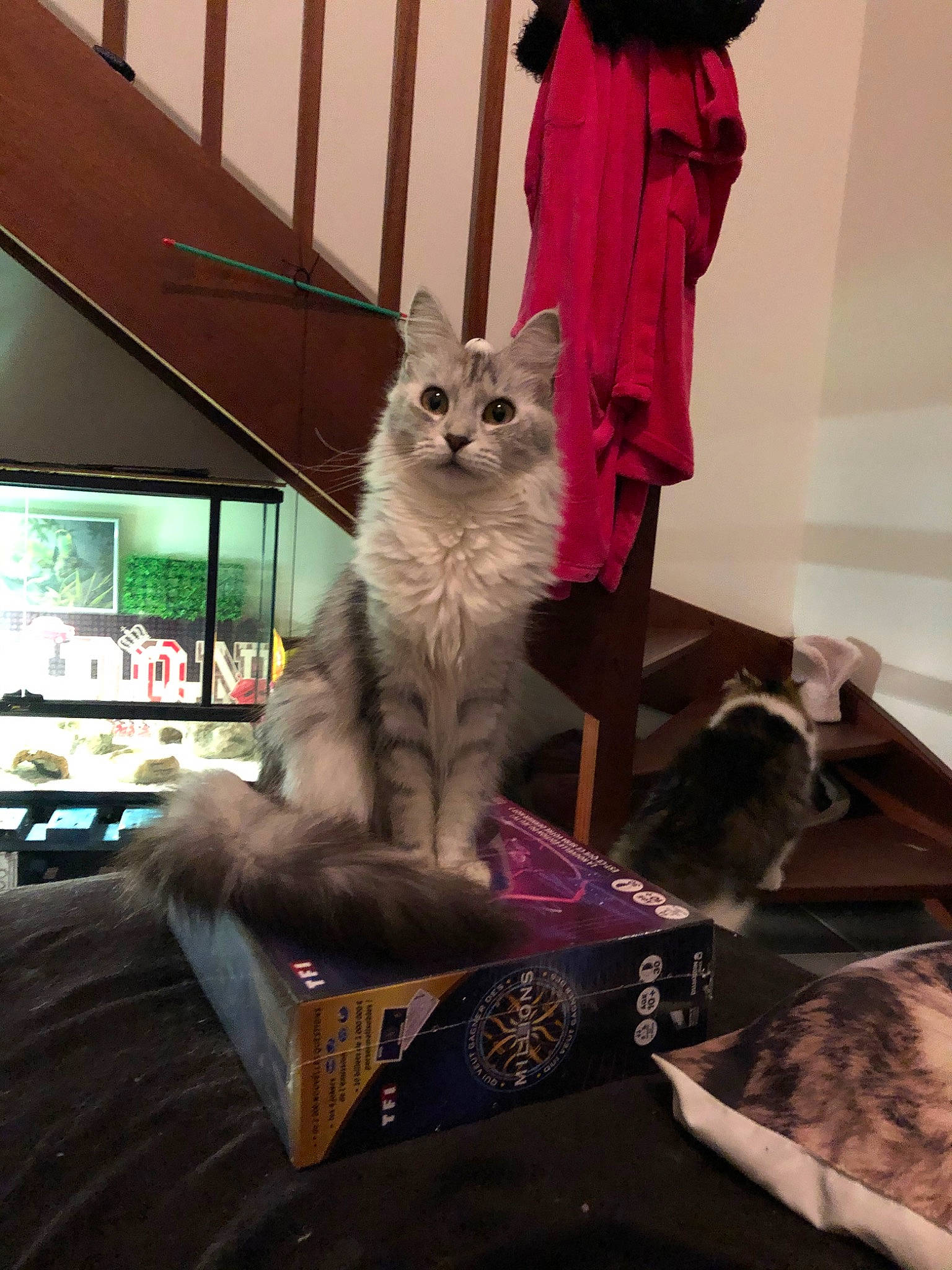 Caprice participe au concours pour gagner de l'argent avec cette photo : american_curl, carnivore, cat, fawn, felidae, kitten, mammal, small_to_medium_sized_cats, turkish_angora, whiskers