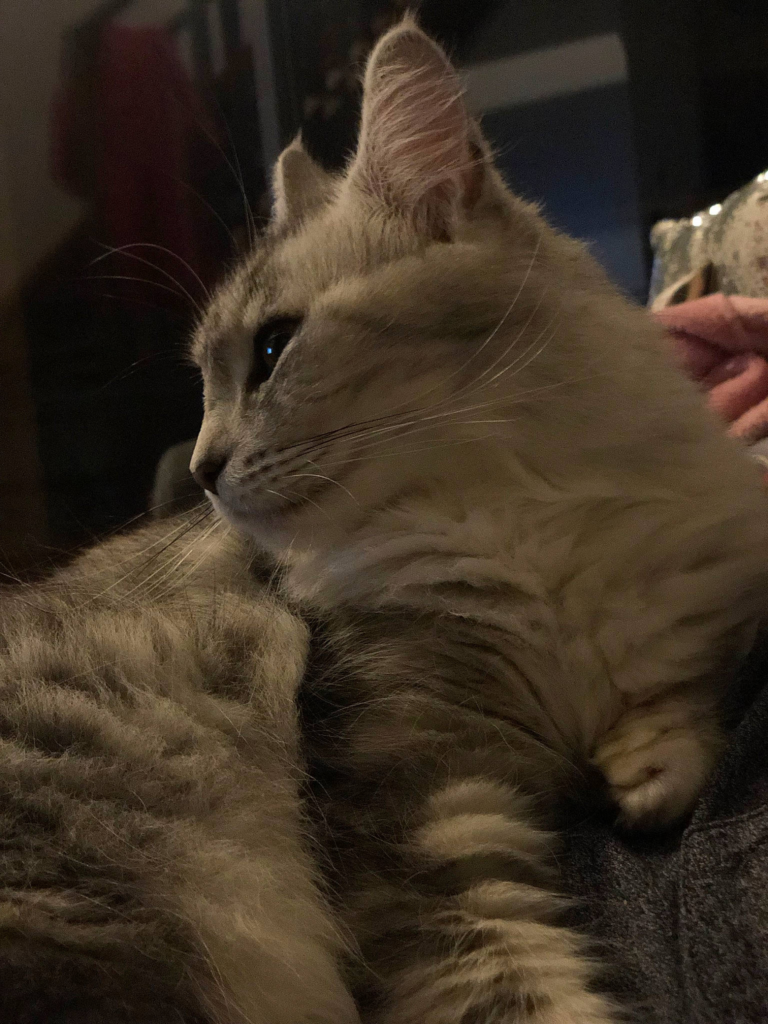 Caprice a rejoint le concours — aidez-le/la à gagner de superbes lots ! american_curl, asian, carnivore, cat, domestic_long_haired_cat, domestic_short_haired_cat, european_shorthair, felidae, fur, kitten, mammal, nebelung, norwegian_forest_cat, ragamuffin, small_to_medium_sized_cats, snout, turkish_angora, whiskers